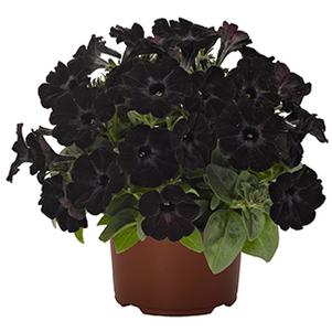 Petunia hybrida 'Sweetunia Black Satin'