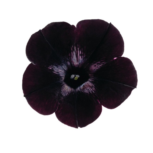 Petunia hybrida 'Sweetunia Black Satin'