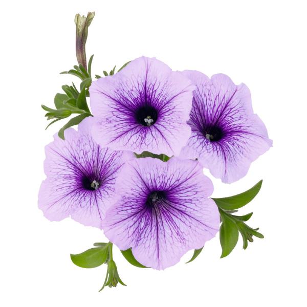 Petunia hybrida 'Sweetunia Blueberry Ice'