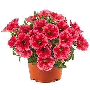 Petunia hybrida 'Sweetunia Coral Flash'