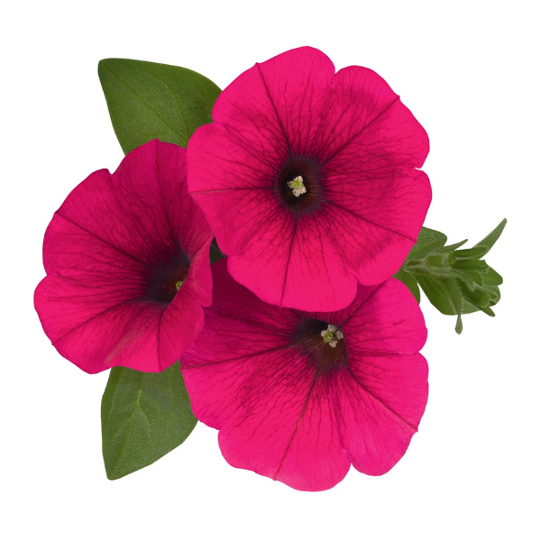 Petunia hybrida 'Sweetunia Hot Pink'