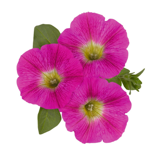 Petunia hybrida 'Sweetunia Hot Pink Lemonade'