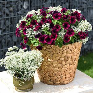 Petunia hybrida 'Sweetunia Johnny Flame'