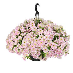 Petunia hybrida 'Sweetunia Light Pink Touch'