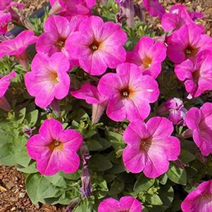 Petunia hybrida 'Sweetunia Pink Lemonade'