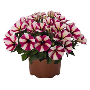 Petunia hybrida 'Sweetunia Pink Touch'