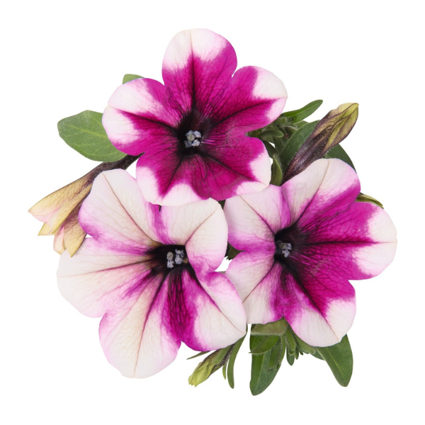 Petunia hybrida 'Sweetunia Purple Touch'