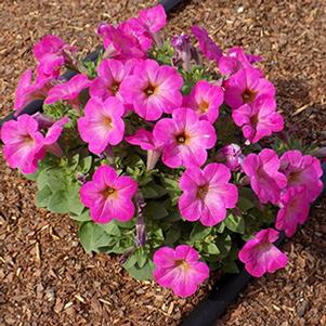 Petunia hybrida 'Sweetunia Rose Shimmer'