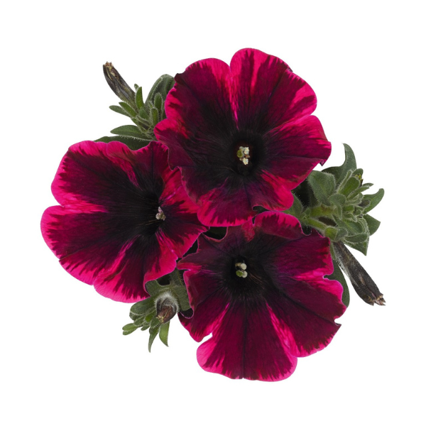 Petunia hybrida 'Sweetunia Suzie Storm'