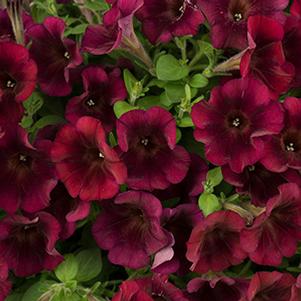 Petunia hybrida 'Sweetunia Velveteen'