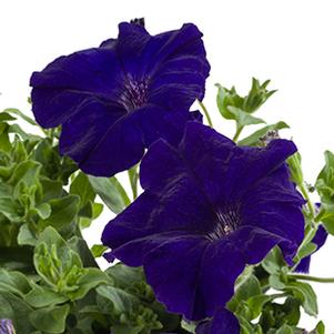 Petunia hybrida 'Tea Blue'