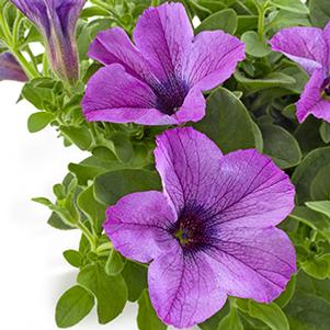 Petunia hybrida 'Tea Light Violet'