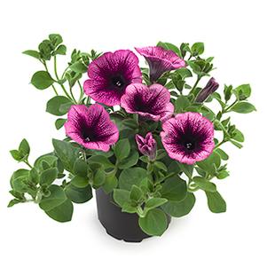 Petunia hybrida 'Tea Magenta Vein'