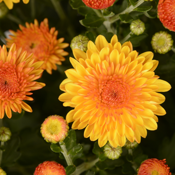 Mum chrysanthemum x morifolium 'Cheryl Golden'