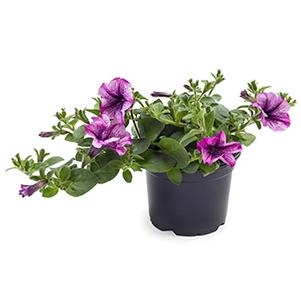 Petunia hybrida 'Tea Purple Vein'