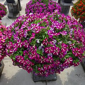 Petunia hybrida 'Tea Violet Bicolor'