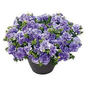 Petunia hybrida 'Veranda Compact Double Sugar Lavender'