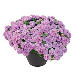 Petunia hybrida 'Veranda Compact Double Sugar Rose Pink'