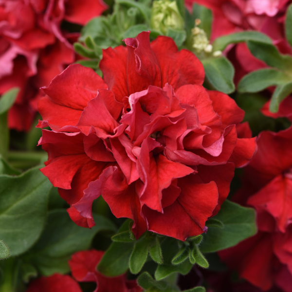 Petunia hybrida 'Double Cascade Valentine'