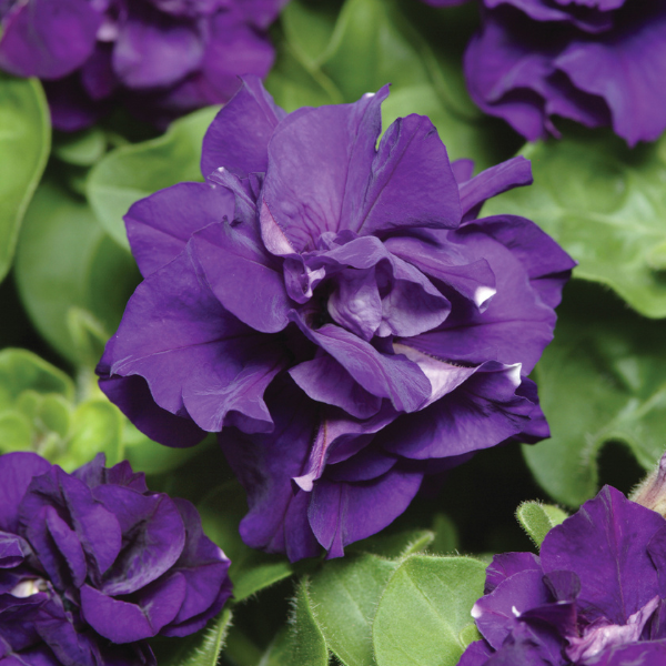 Petunia hybrida 'Double Madness Blue'