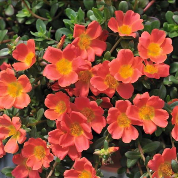 Portulaca oleracea 'Cupcake Carrot'