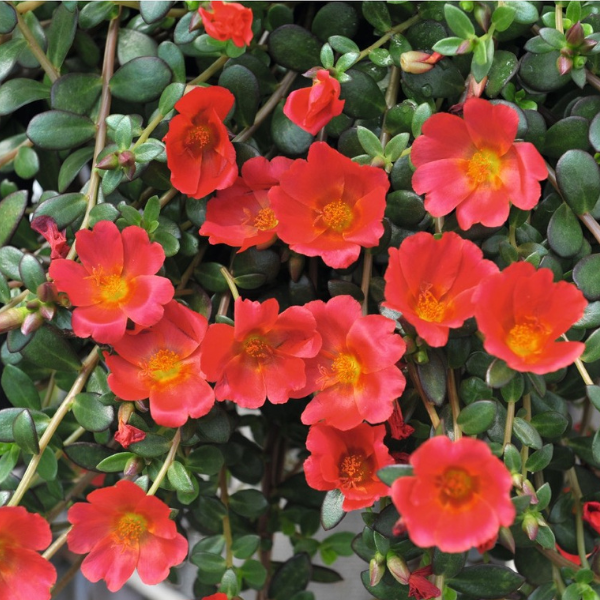 Portulaca oleracea 'Cupcake Cherry Baby'