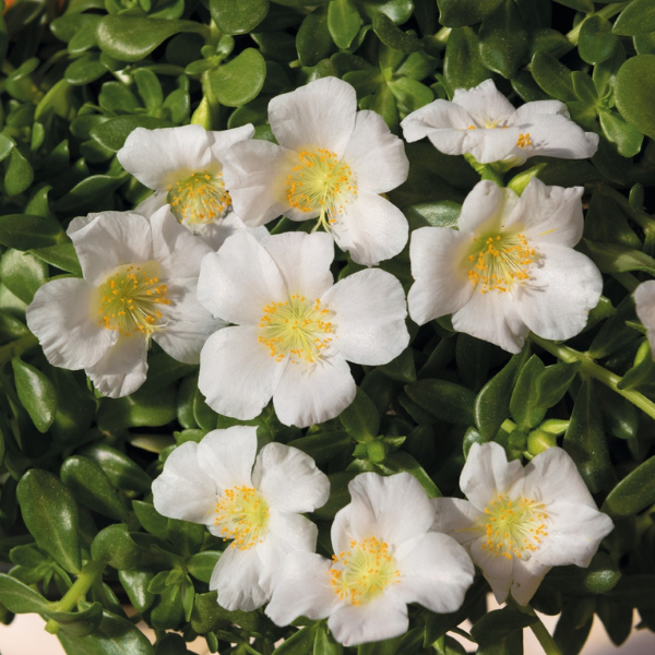 Portulaca oleracea 'Cupcake Coconut'