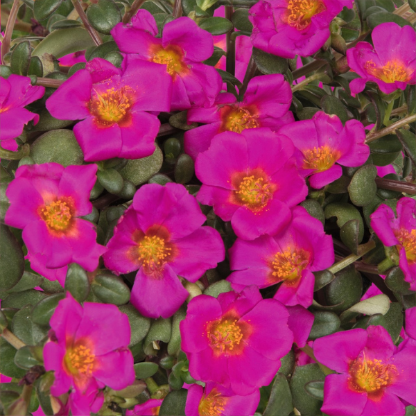 Portulaca oleracea 'Cupcake Grape Jelly'