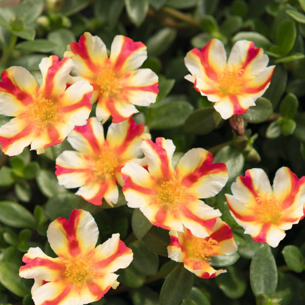 Portulaca oleracea 'Cupcake Strawberry Banana'