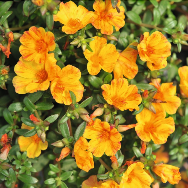 Portulaca oleracea 'Cupcake Yellow Chrome'