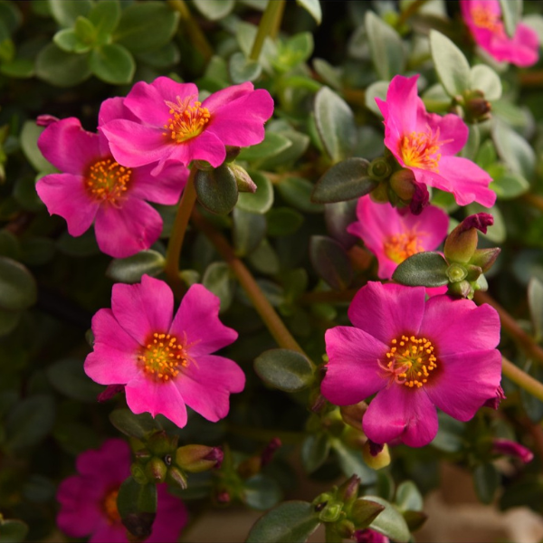 Portulaca oleracea 'Cupcake Upright Lavender'