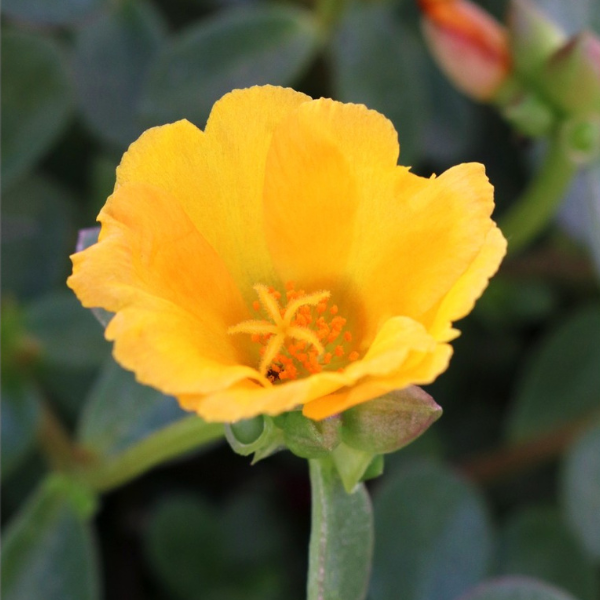 Portulaca oleracea 'Cupcake Upright Lemon Zest'