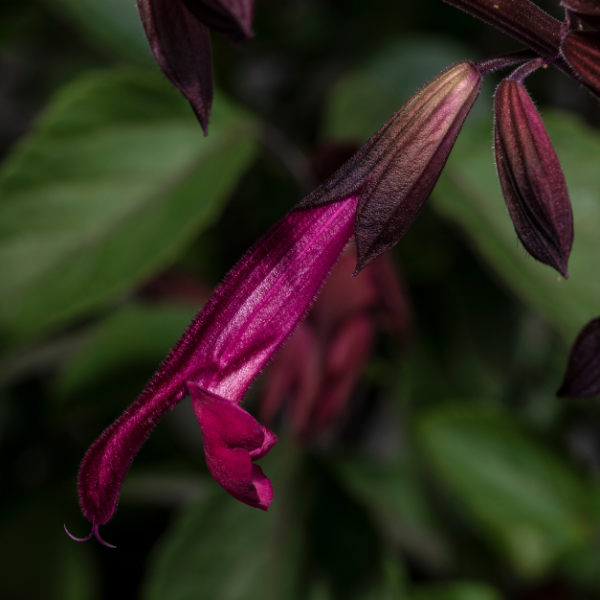 Salvia buchananii 'Fashion Burgundy'