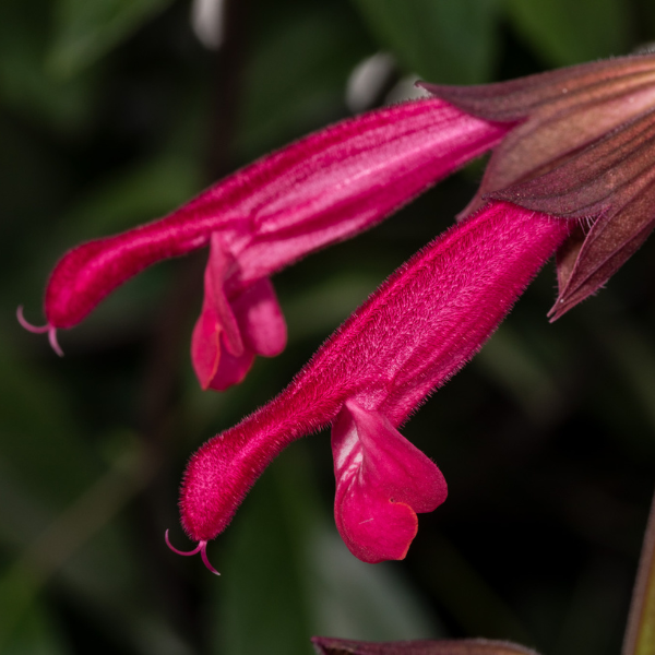 Salvia buchananii 'Fashion Cherry'