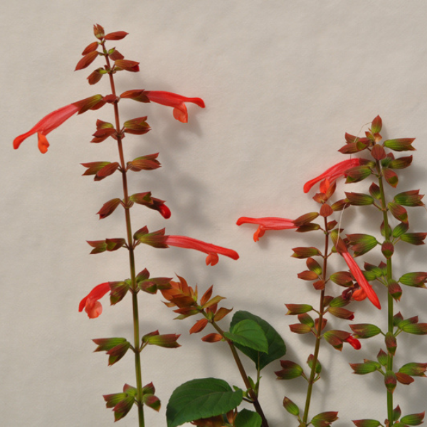 Salvia buchananii 'Fashion Orange'