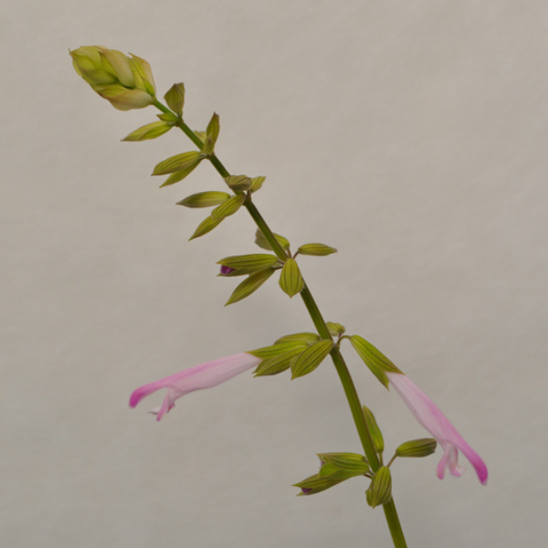 Salvia buchananii 'Fashion Pink'