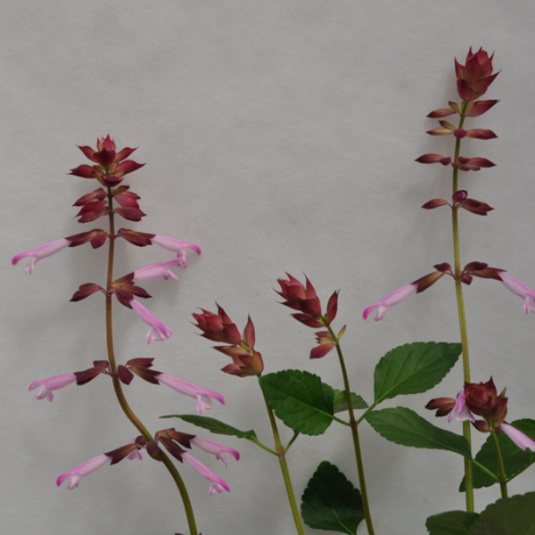 Salvia buchananii 'Fashion Rose'