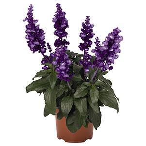 Salvia buchananii 'Icon Violet'
