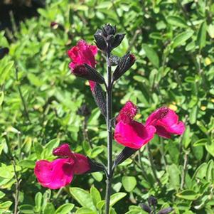 Salvia buchananii 'VIBE Ignition Fuchsia'