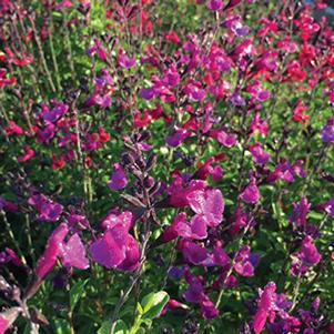 Salvia buchananii 'VIBE Ignition Purple'