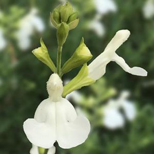 Salvia buchananii 'VIBE Ignition White'