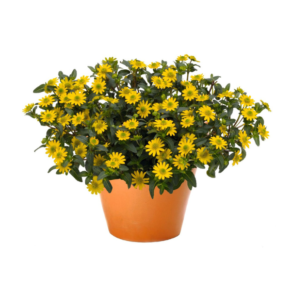 Sanvitalia procumbens 'Sunvy Super Gold'