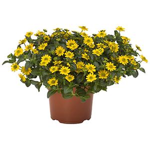 Sanvitalia procumbens 'Sunvy Top Gold'