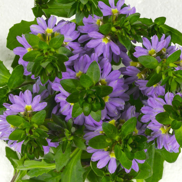 Scaevola aemula 'Scala Blue'