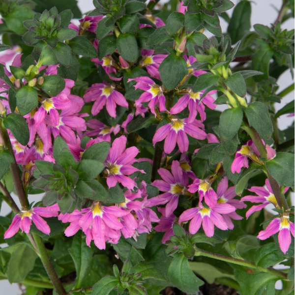 Scaevola aemula 'Scala Pink'