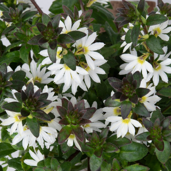 Scaevola aemula 'Scala White'