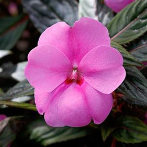 SunPatiens hybrida 'Vigorous Lavender Splash'