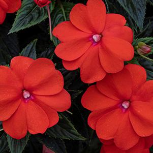 SunPatiens hybrida 'Vigorous Orange Imp'