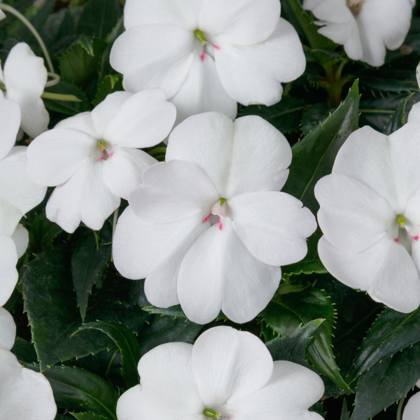 SunPatiens hybrida 'Vigorous White'