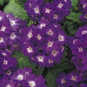 Verbena hybrida 'Quartz Blue'